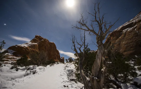 Picture snow, trees, mountains, night, the moon, moon, trees, night