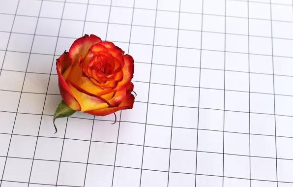 Flowers, roses, cell, tea rose, flover