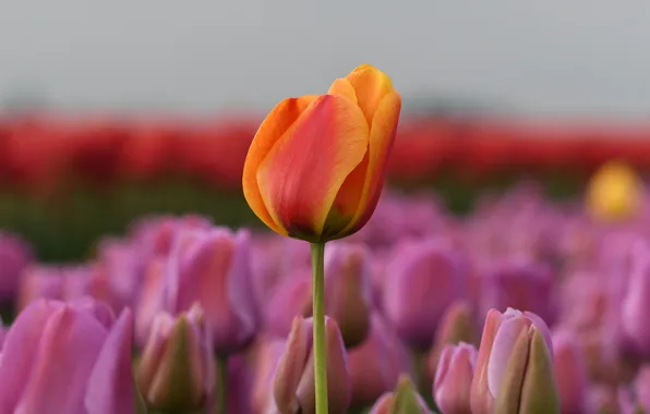 Field, flowers, orange, Tulip, spring, Bud, tulips, pink