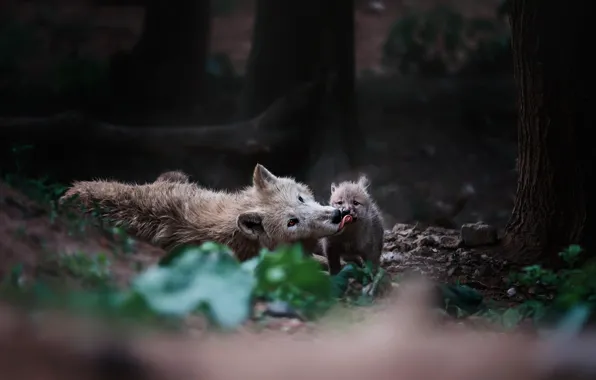 Picture forest, language, trees, pose, stones, wolf, puppy, face