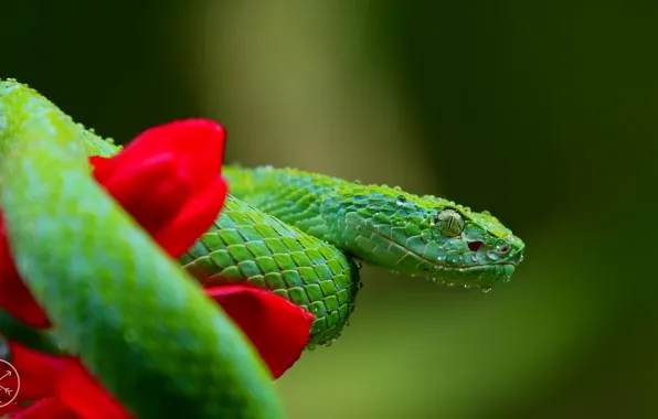 Picture macro, flowers, red, green, snake, scales, blur, u137