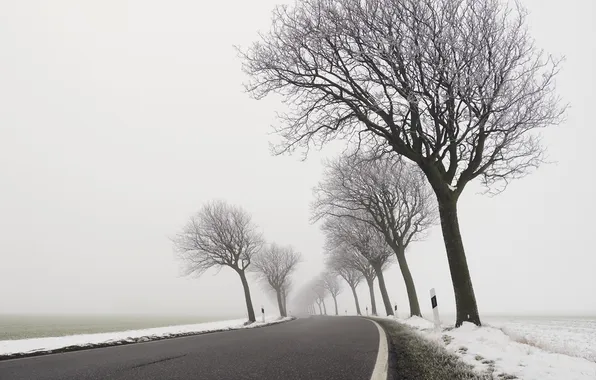 Winter, road, trees, fog