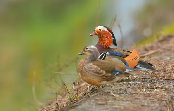 Birds, two, duck, Mandarin
