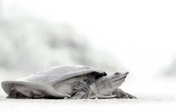 Picture style, turtle, Soft Shell Turtle, rare animal