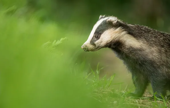 Wallpaper look, face, profile, bokeh, grass, badger