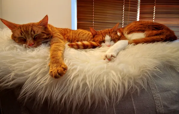 Picture orange, sleeping, Cats, buddies, tabbies