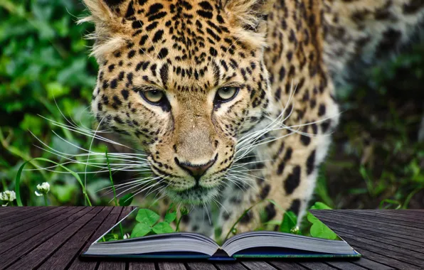 Picture thickets, predator, jungle, leopard, book, 3d