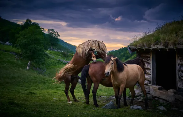 The sky, clouds, nature, pose, stones, hills, glade, stallion