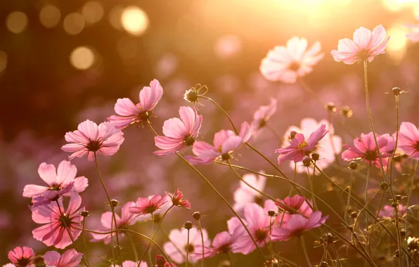 Picture petals, Japan, meadow, kosmeya
