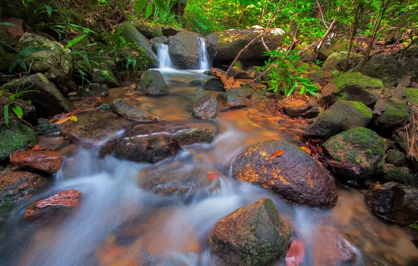 Picture forest, stream, stones, stream