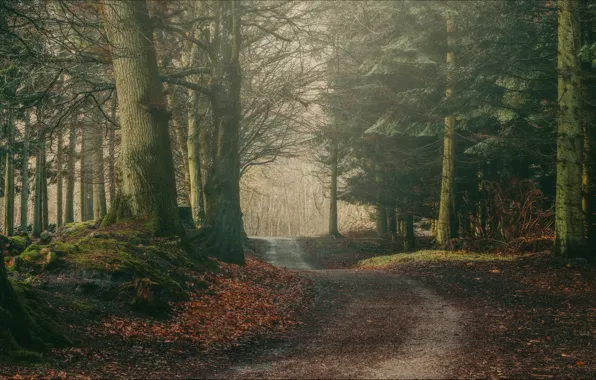 Picture road, autumn, forest, trees, branches, foliage, ate, trunk