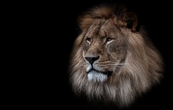 Picture look, face, portrait, Leo, black background