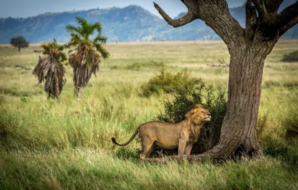 Grass, nature, pose, tree, Bush, Leo, Savannah, the buzz