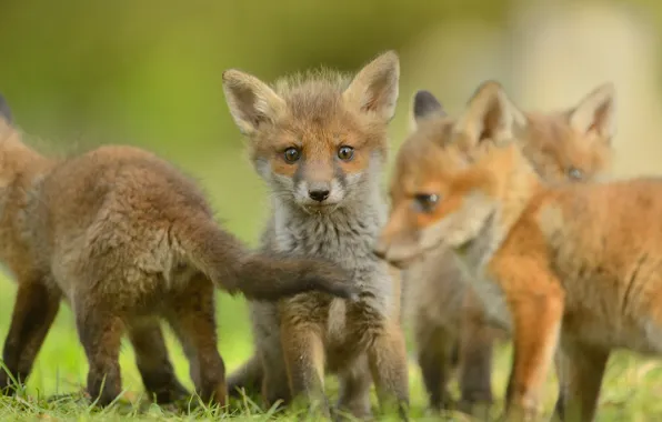 Look, nature, pose, Fox, Fox, kids, red, face