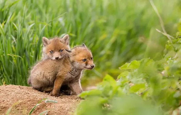Summer, nature, Fox