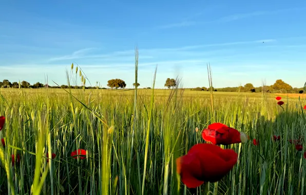 Field, summer, landscape, flowers, nature, Maki, meadow, red