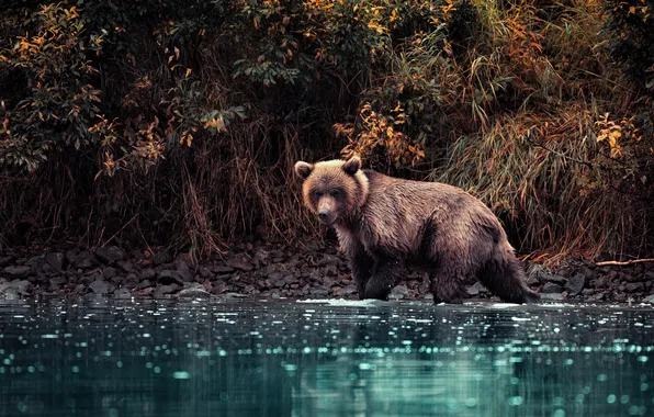 Autumn, look, nature, pose, shore, bear, bear, bear
