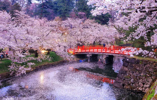 Trees, bridge, nature, lights, reflection, river, the evening, Japan