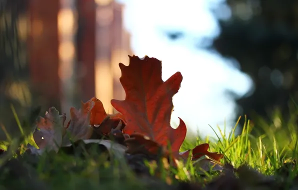 Autumn, leaves, background