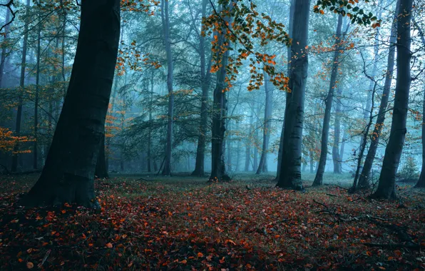Picture autumn, forest, leaves, trees, branches, fog, Park, glade