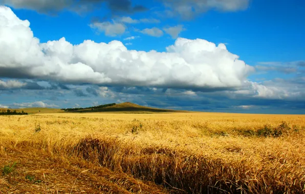 Road, wheat, field, autumn, the steppe, song, Kazakhstan, lark