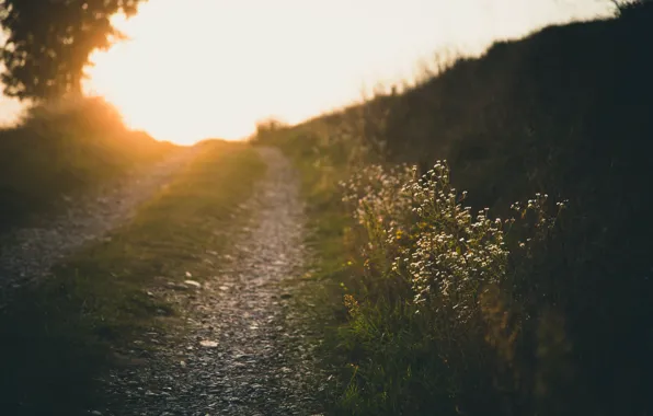 Picture road, summer, light, flowers, nature