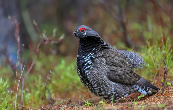 Nature, bird, bokeh, grouse