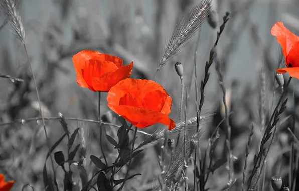 Picture Spring, Spring, Red poppies, Red poppy