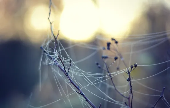 Picture nature, web, branch