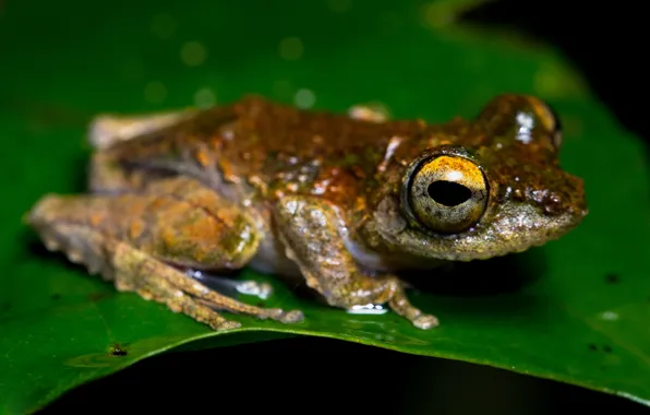 Picture leaves, macro, green, animal, leaf, frog, red, black background