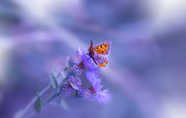 Picture macro, background, butterfly, plant