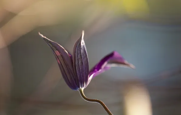 Macro, flowers, background