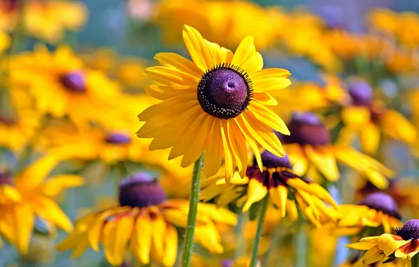 Petals, the sun, bokeh, Rudbeckia