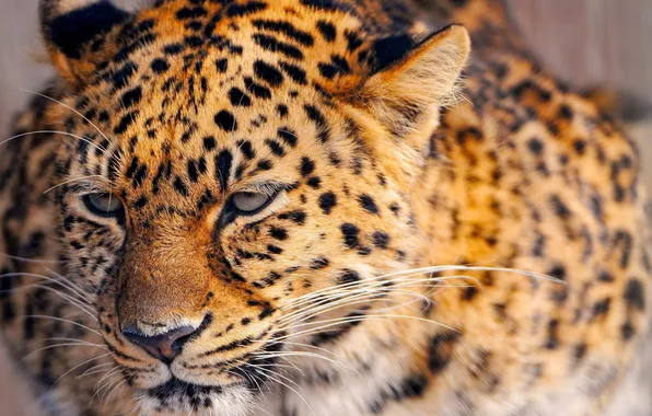 Animal, leopard, beautiful, spotted, rusty