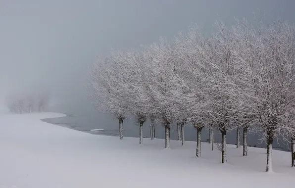 Picture winter, snow, trees, landscape, fog