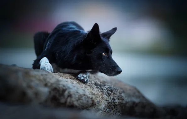 Picture look, stone, dog, bokeh, The border collie