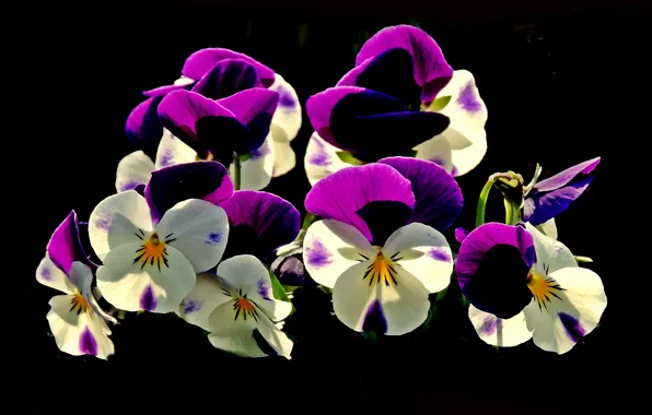 Picture flowers, black background, Pansy