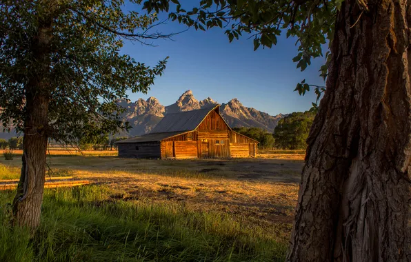 Field, grass, light, mountains, branches, house, blue, tree