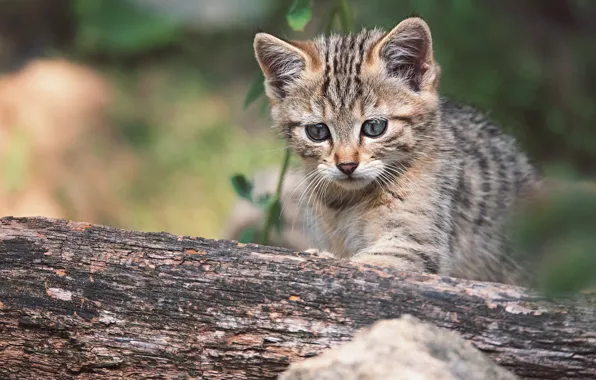Picture cat, grey, baby, log, kitty, striped, wild, forest