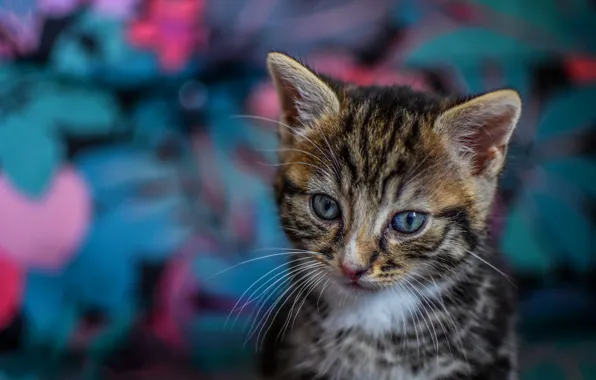 Cat, look, abstraction, kitty, grey, background, pink, blue