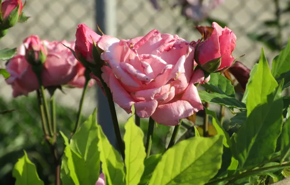 Flowers, Bush, Pink, Roses, Flowerbed, Meduzanol ©, Summer 2018