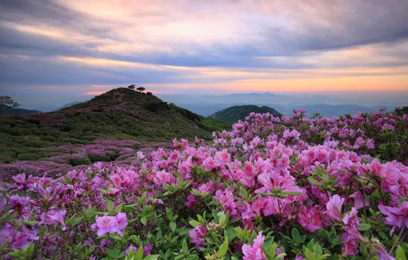 Summer, the sky, leaves, clouds, flowers, mountains, fog, hills
