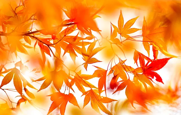 Picture autumn, leaves, orange, branches, nature, bright, blur, red