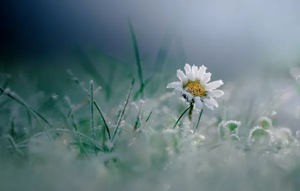 Frost, flower, grass, macro, frost