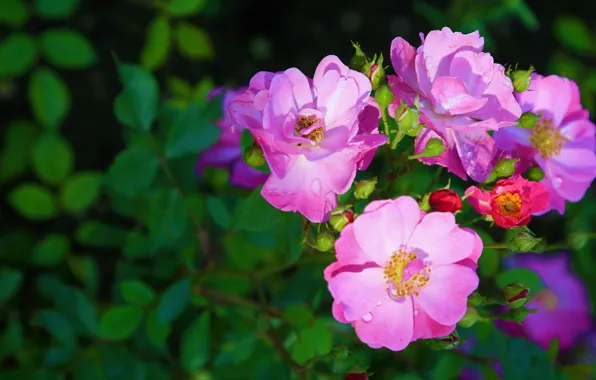 Picture leaves, drops, light, flowers, roses, petals, garden, briar