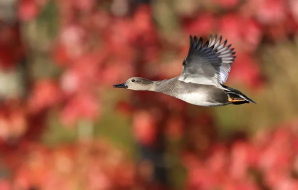 Flight, red, background, bird, flies, duck, bokeh, blurred