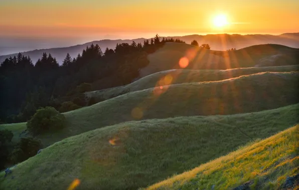 Forest, grass, the sun, rays, Rosa, glare, hills, morning