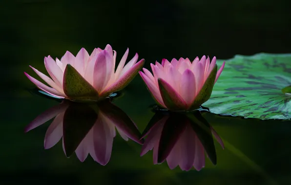 Picture leaves, water, drops, petals, buds, flowering, pond, water lilies