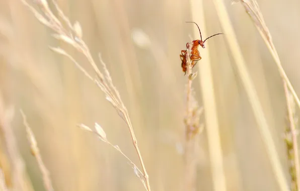 Field, grass, bug, grass