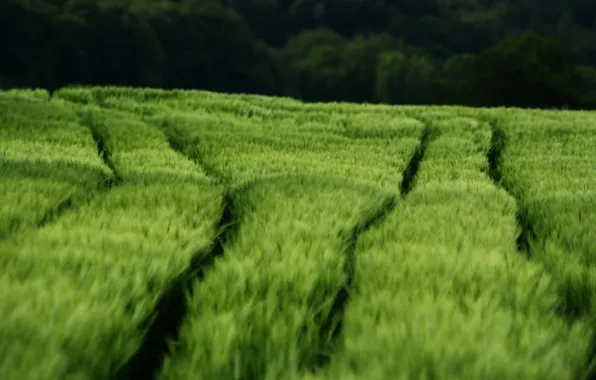 Field, grass, nature, photo, the wind